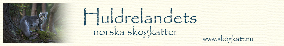 SE*Huldrelandets norska skogkatter